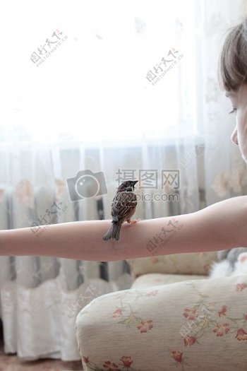 手臂上的小鸟