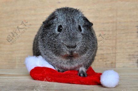 圣诞帽上的仓鼠