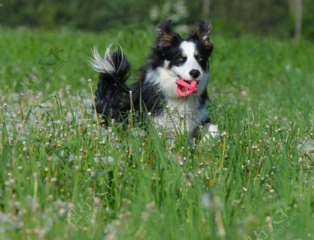 在草丛中奔跑的小狗