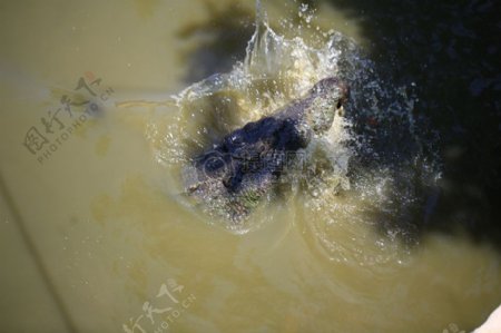 在河水里游玩的鳄鱼