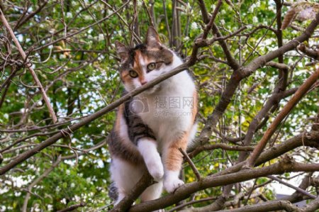 站在树上的猫咪