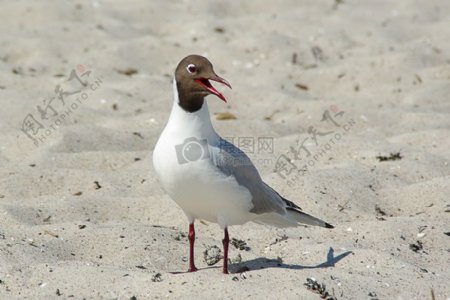 可爱的小鸟在沙里
