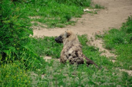 卧在草地上的鬣狗