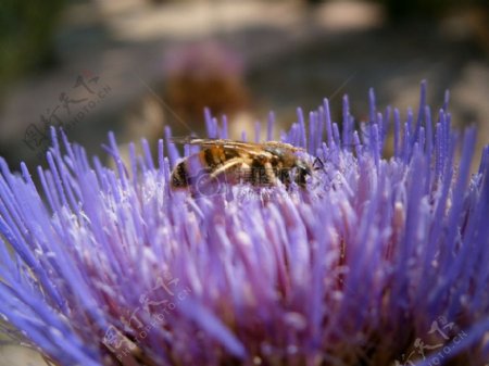 紫色花上的蜜蜂