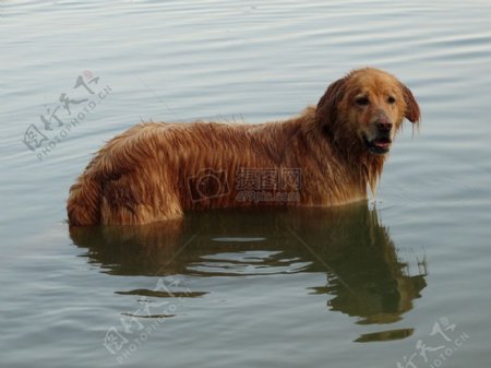 水中站立的小狗