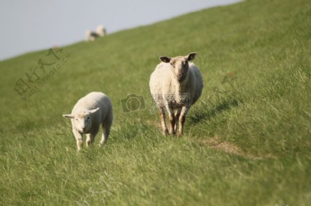 草地上的两只羊