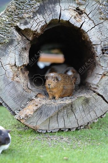 树洞里的仓鼠