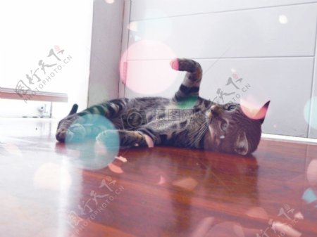 躺在地板上的猫