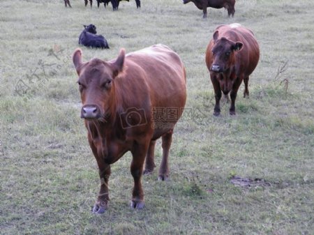 草场上的牦牛