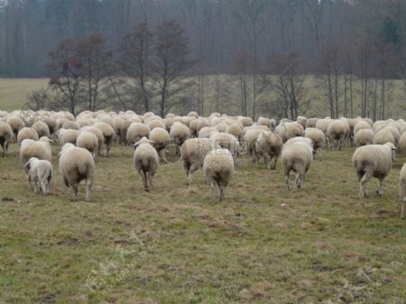 在草地上放牧的羊