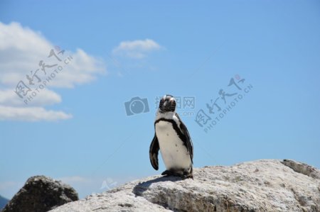 天空下站立的企鹅