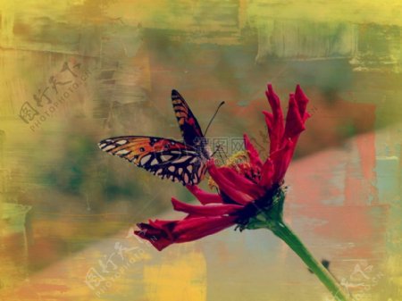 花朵上飞舞的蝴蝶