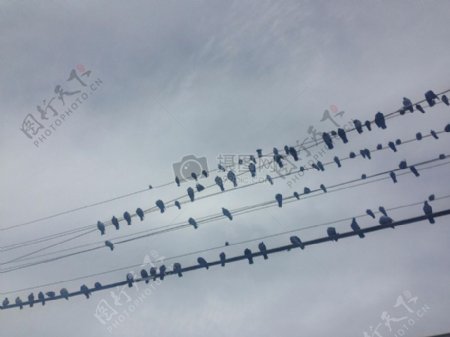 电线上聚集在一起的候鸟