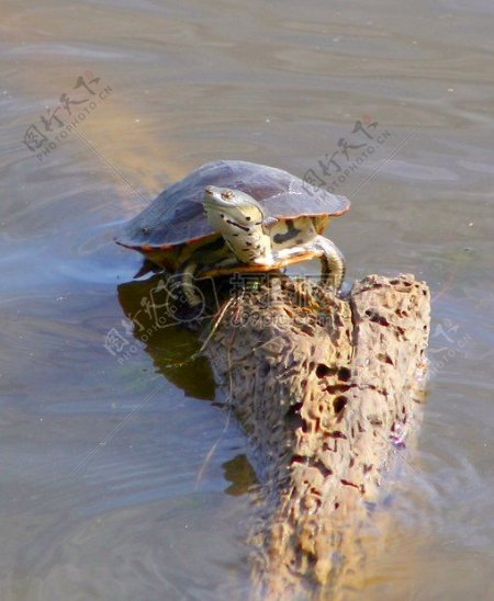 爬出水中的乌龟