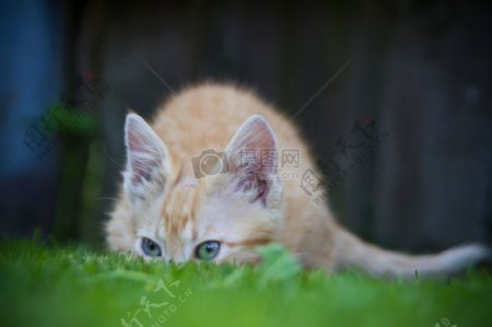草地上潜伏的小猫