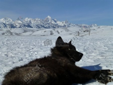躺在雪地上的黑狗