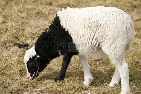 黑白相间的绵羊