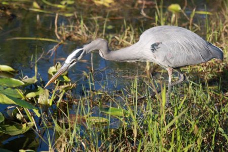 沼泽地觅食的鸟