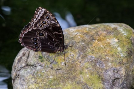 石头上的黑色蝴蝶