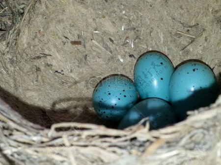 鸟巢蓝色的蛋
