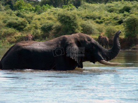 水面上的大象