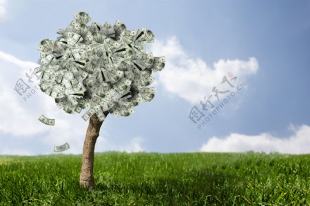 草地上的摇钱树图片