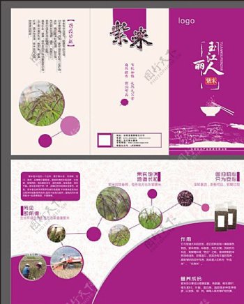 紫米三折页图片