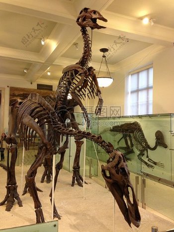 展览馆里的恐龙