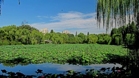 北京紫竹院公园风景