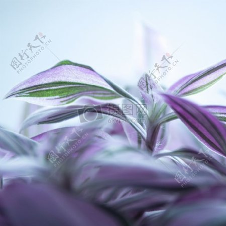 紫色叶子草本植物
