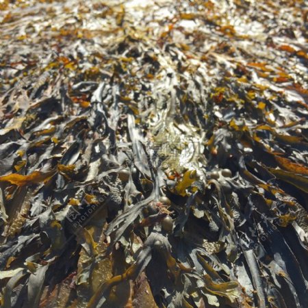 海带海藻搁浅植物叶子水藻类绿色碘海洋营养