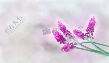 盛开的紫色小花