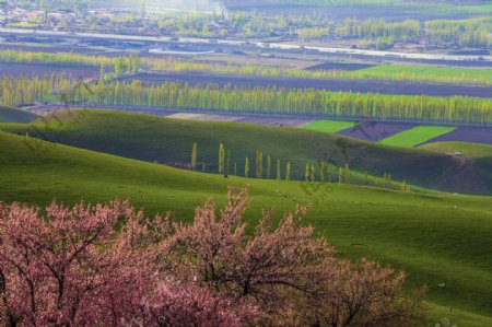 新疆新源野杏林风景
