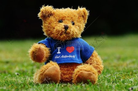 草地上的泰迪熊