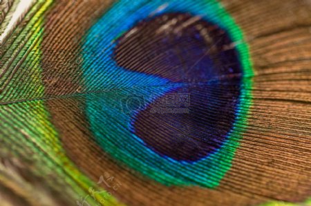 孔雀羽毛抽象背景图案