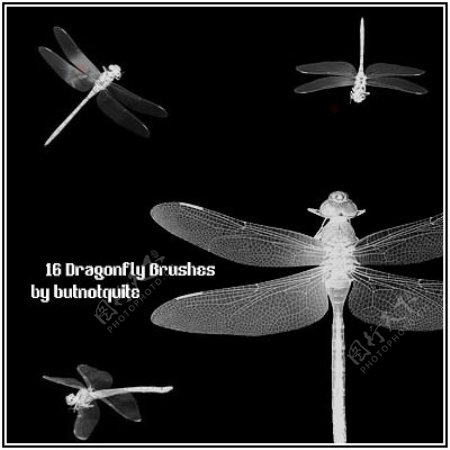 真实的蜻蜓Photoshop笔刷素材
