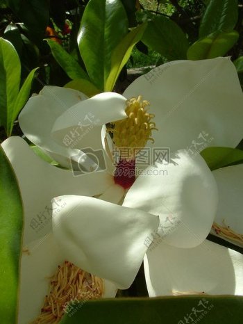 magnolian.jpg