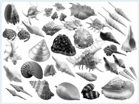 真实的海螺贝壳图形Photoshop笔刷素材.3