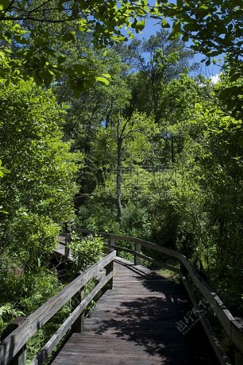 树林里的木桥