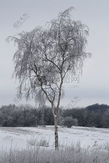 雪地里的树木