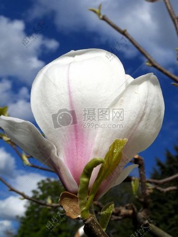 蓝天下盛开的小白花