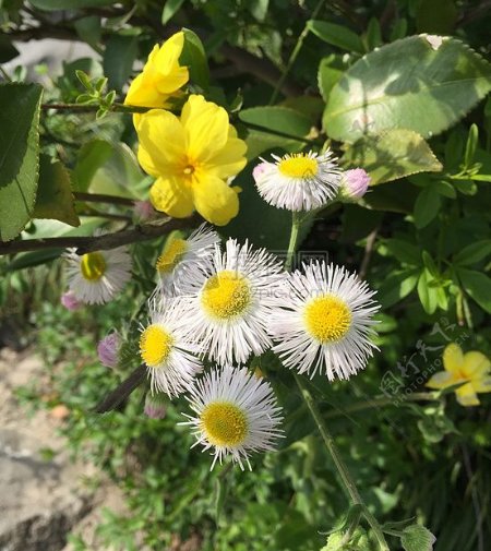 树枝上的白色花朵