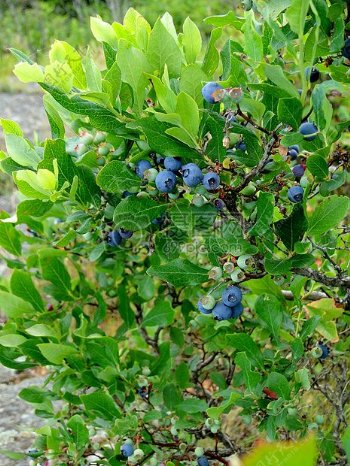 野生蓝莓
