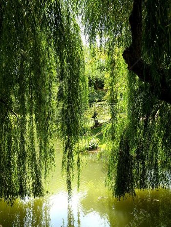 柳树和河面风景