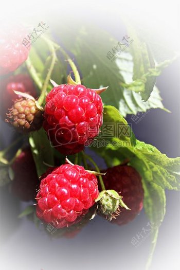 山莓