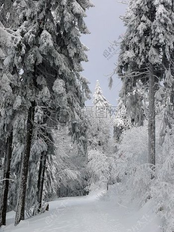 冰雪覆盖的树林