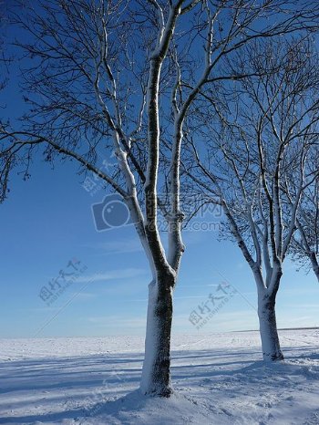 雪地上的树木