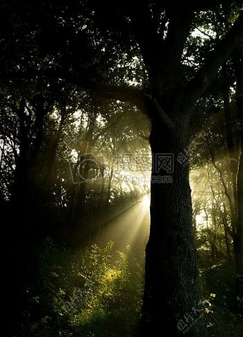 森林光中阳光阳光