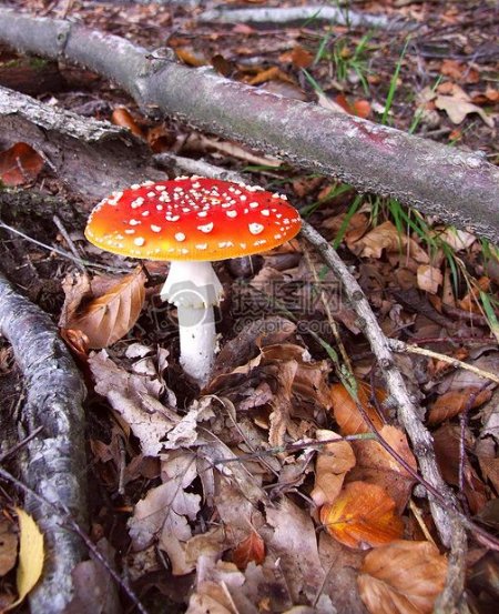 落叶中的红色蘑菇