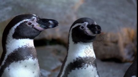 企鹅动物鸟类视频